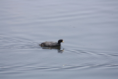 Fulica ardesiaca