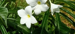 Plumeria pudica