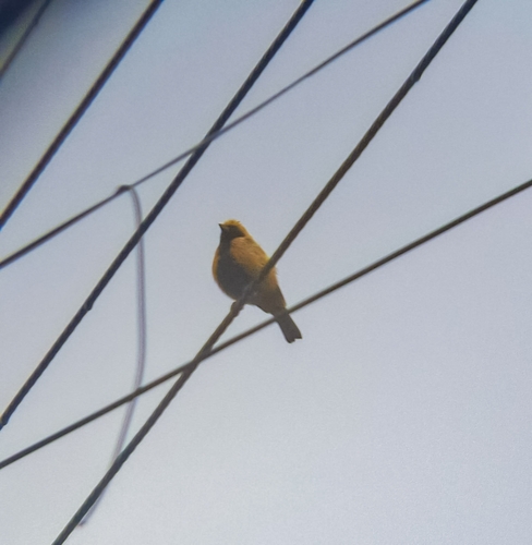 Stripe-bellied Tanager