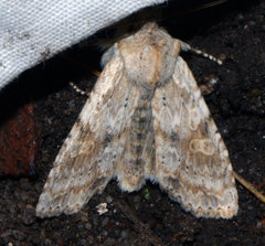 Lithophane bethunei