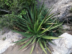 Agave difformis