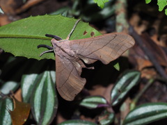 Marumba cristata bukaiana