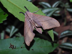 Marumba cristata bukaiana