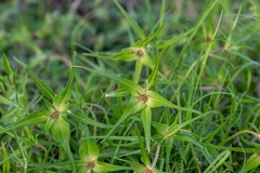 Euphorbia schiedeana, photograph (c) José Javier Barrios Flores, some rights reserved (CC BY)