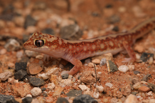 Beaded Gecko, Lucasium damaeum