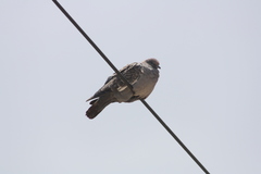 Patagioenas maculosa