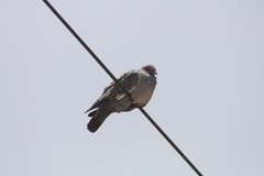 Patagioenas maculosa