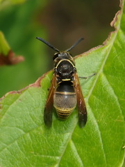 Pachodynerus guadulpensis