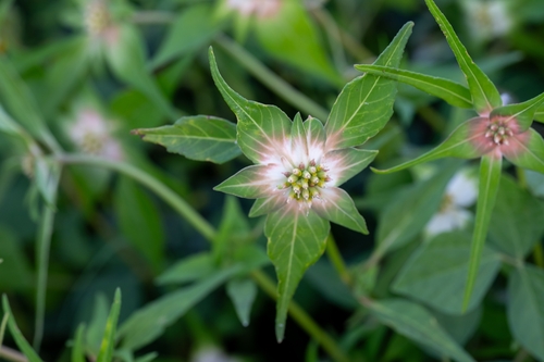 Euphorbia schiedeana, photograph 5