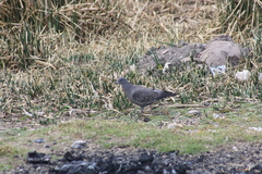 Patagioenas maculosa