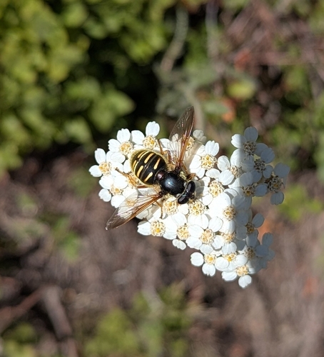 Unknown species found near Ketchum, ID 83340, USA