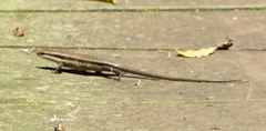 Eutropis rudis