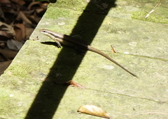Eutropis rudis