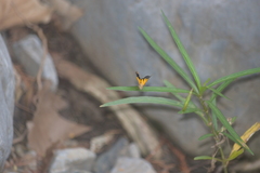 Heterusia