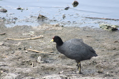 Fulica ardesiaca