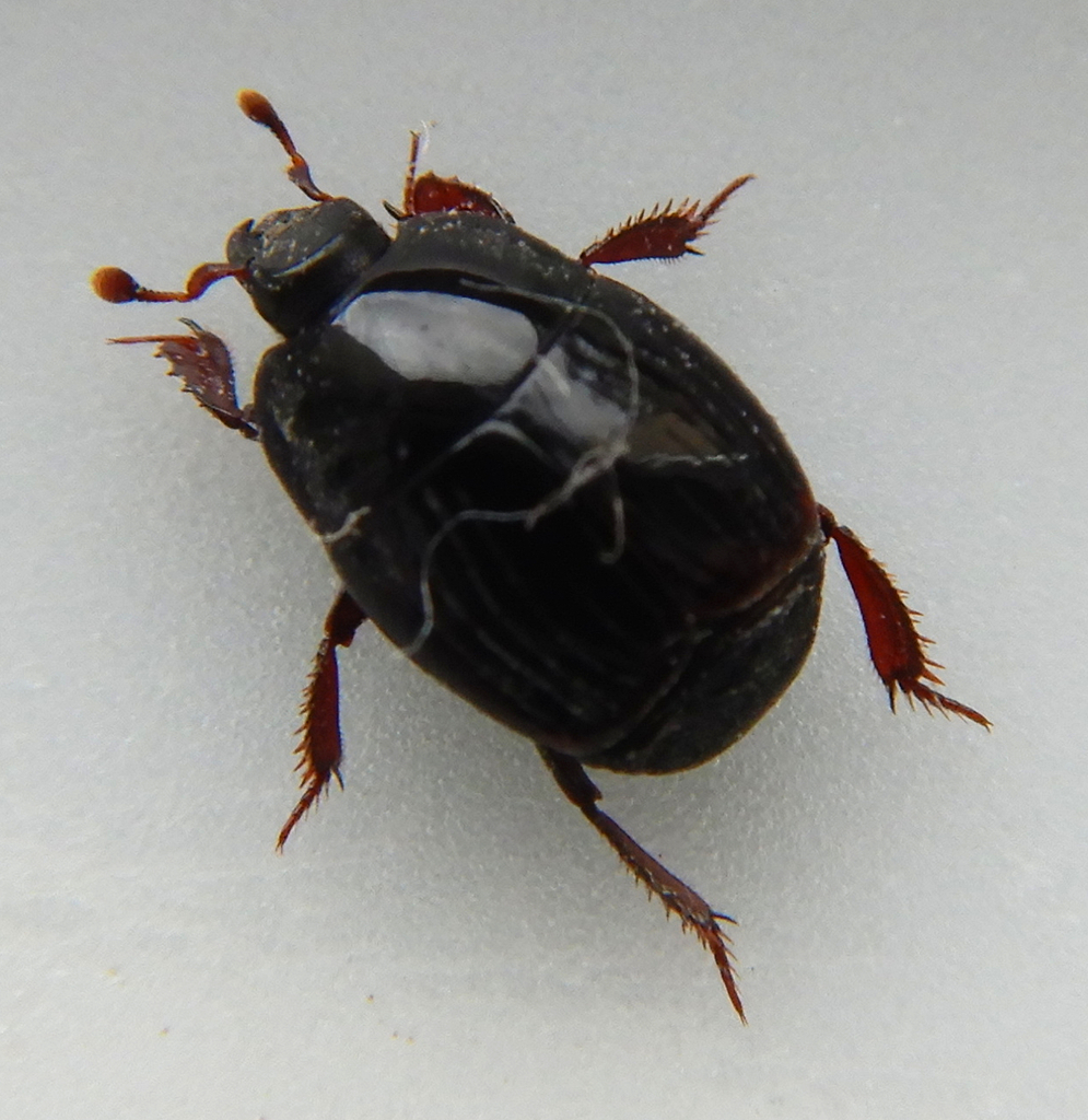 Atholus corvinus