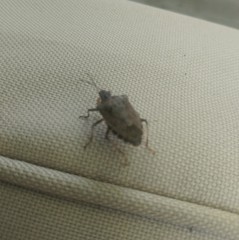 Halyomorpha halys