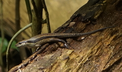 Eutropis rudis