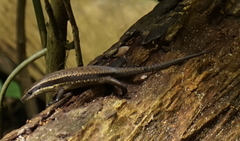 Eutropis rudis