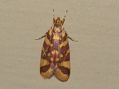 Tisobarica thyteria