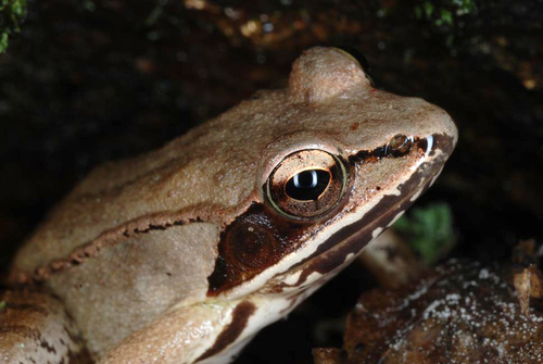 Wood Frog