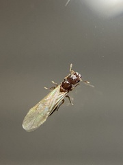 Pheidole parva