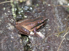 Pseudacris ocularis