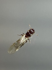 Pheidole parva