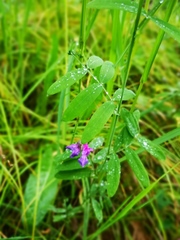 Lathyrus palustris pilosus