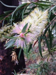 Melaleuca salicina