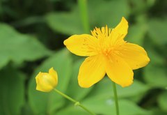 Trollius hondoensis