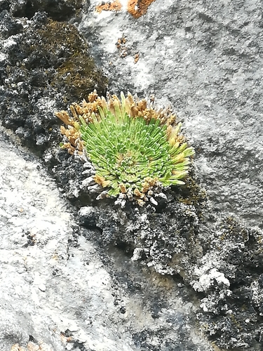 Image of Selaginella pilifera by (c) Francisco Martínez González, some rights reserved (CC BY-SA)