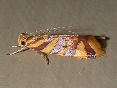 Tisobarica thyteria