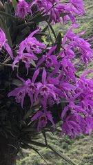 Cattleya maxima