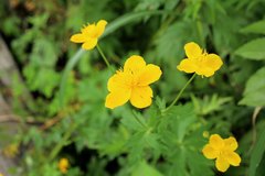 Trollius hondoensis