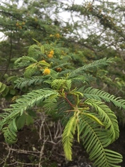 Vachellia insulae-iacobi