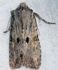 Lithophane patefacta