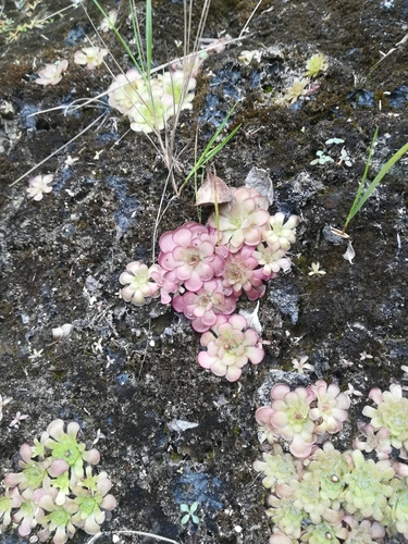 Pinguicula gracilis