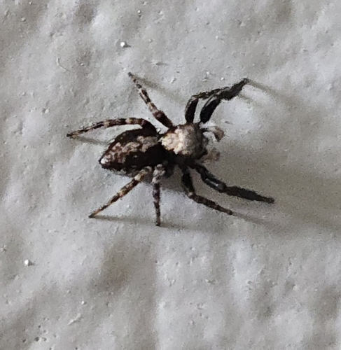 House Jumping Spider photo 6