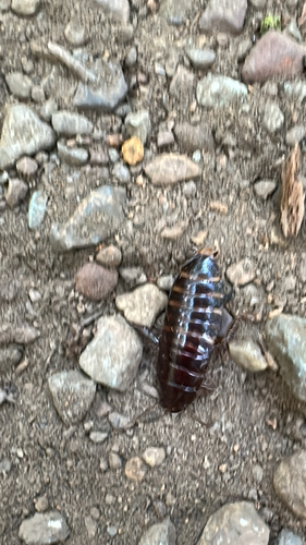 Brown-hooded Cockroach photo 4