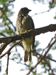 Indicator variegatus