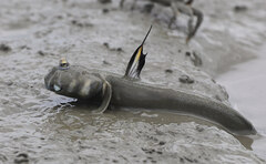 Giant Mudskipper photo 1