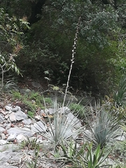 Dasylirion berlandieri