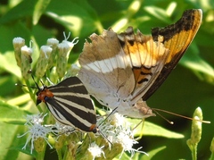 Panthiades bathildis