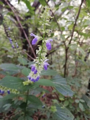 Salvia roscida