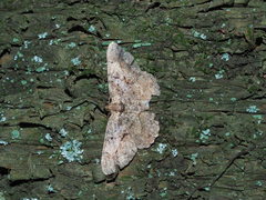 Psilalcis pulveraria