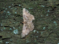 Psilalcis pulveraria