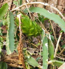 Selenicereus triangularis