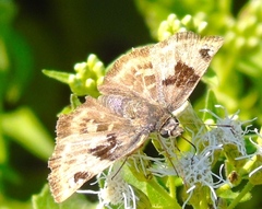 Arteurotia tractipennis