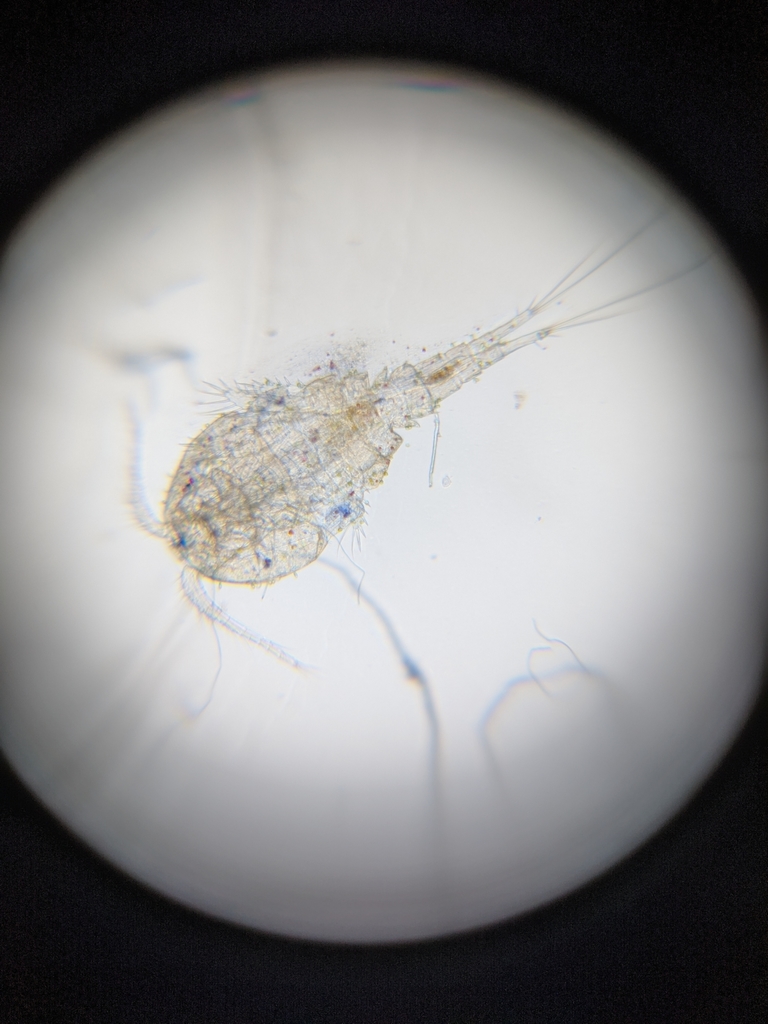 Microcyclops rubellus
